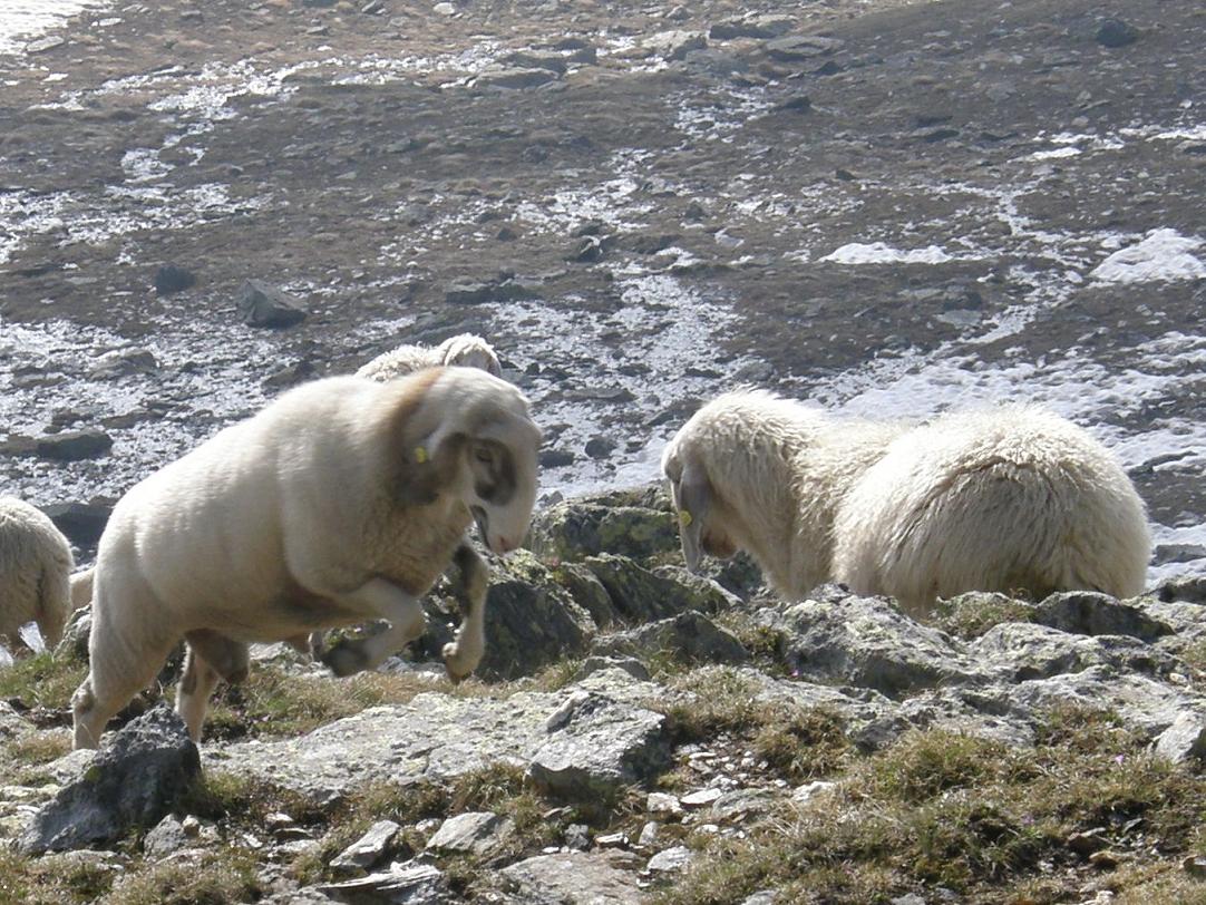 Tra un cervo e uno stambecco: pecore, capre e caproni.